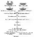 Fig. 02 - Method to increase the infectivity of virus particles