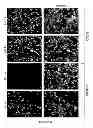 Fig. 07 - Method to increase the infectivity of virus particles