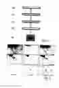 Fig. 02 - Isolated adult pluripotent stem cells and methods for isolating and cultivating thereof