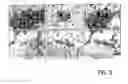 Fig. 03 - Isolated adult pluripotent stem cells and methods for isolating and cultivating thereof
