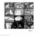 Fig. 04 - Isolated adult pluripotent stem cells and methods for isolating and cultivating thereof