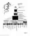 Fig. 07 - Isolated adult pluripotent stem cells and methods for isolating and cultivating thereof