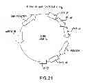 Fig. 22 - Nucleic Acids, Polypetides, and Methods for Modulating Apoptosis