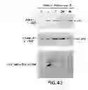 Fig. 45 - Nucleic Acids, Polypetides, and Methods for Modulating Apoptosis
