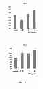Fig. 09 - METHOD AND KIT FOR CULTURING STEM CELLS