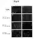 Fig. 07 - Temperature-responsive substrate for cell culture and production method thereof