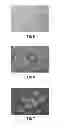Fig. 04 - Cell culture membrane, cell culture substrate, and method for manufacturing cell culture substrate