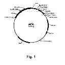 Fig. 02 - Methods for producing multiple recombinant polypeptides in a filamentous fungal host cell