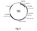 Fig. 06 - Methods for producing multiple recombinant polypeptides in a filamentous fungal host cell