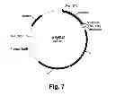 Fig. 08 - Methods for producing multiple recombinant polypeptides in a filamentous fungal host cell