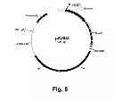 Fig. 09 - Methods for producing multiple recombinant polypeptides in a filamentous fungal host cell