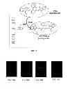 Fig. 11 - Application of reduced dyes in imaging