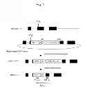 Fig. 02 - SIMPLE METHOD FOR DETCTING PLURIPOTENT STEM CELLS GENETICALLY MODIFIED BY HOMOLOGOUS RECOMBINATION