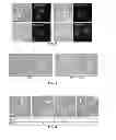 Fig. 04 - Materials and Methods Useful to Induce Vacuolization, Cell Death, or a Combination Thereof