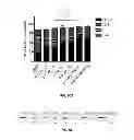 Fig. 46 - Materials and Methods Useful to Induce Vacuolization, Cell Death, or a Combination Thereof
