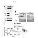 Fig. 06 - METHODS AND PHARMACEUTICAL COMPOSITIONS FOR TREATING LYMPHOID MALIGNANCY