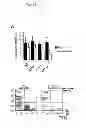 Fig. 07 - METHODS AND PHARMACEUTICAL COMPOSITIONS FOR TREATING LYMPHOID MALIGNANCY