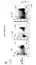 Fig. 12 - METHODS AND PHARMACEUTICAL COMPOSITIONS FOR TREATING LYMPHOID MALIGNANCY
