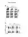Fig. 24 - METHODS AND PHARMACEUTICAL COMPOSITIONS FOR TREATING LYMPHOID MALIGNANCY