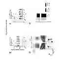 Fig. 26 - METHODS AND PHARMACEUTICAL COMPOSITIONS FOR TREATING LYMPHOID MALIGNANCY