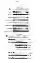 Fig. 31 - METHODS AND PHARMACEUTICAL COMPOSITIONS FOR TREATING LYMPHOID MALIGNANCY