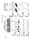 Fig. 37 - METHODS AND PHARMACEUTICAL COMPOSITIONS FOR TREATING LYMPHOID MALIGNANCY