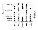 Fig. 02 - Methods for modulating kallikrein (KLKB1) expression