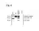 Fig. 08 - Modulation of exon recognition in pre-mRNA by interfering with the secondary RNA structure