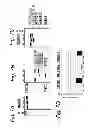 Fig. 09 - Modulation of exon recognition in pre-mRNA by interfering with the secondary RNA structure