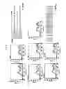 Fig. 13 - Method of treating hyperproliferation of cells using a nucleolin specific aptamer