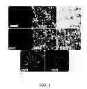 Fig. 04 - Optimization of vectors for effective delivery and expression of genetic content