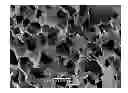 Fig. 01 - Albumin tissue scaffold