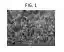 Fig. 02 - Albumin tissue scaffold