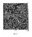 Fig. 55 - Compositions and methods relating to nucleic acid nano- and micro-technology
