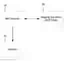 Fig. 01 - CEST MRI methods for imaging glutaminolysis in cancer