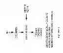 Fig. 07 - Electronic data sharing device and method of use