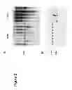 Fig. 03 - NUCLEOTIDE SEQUENCES MEDIATING MALE FERTILITY AND METHOD OF USING SAME
