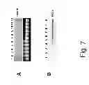 Fig. 16 - NUCLEOTIDE SEQUENCES MEDIATING MALE FERTILITY AND METHOD OF USING SAME