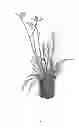 Fig. 02 - Anigozanthos plant named 'Rambotasy'
