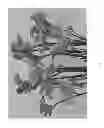 Fig. 03 - Anigozanthos plant named 'Rambotasy'