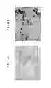 Fig. 15 - CARBON NANOTUBE COMPOSITE MATERIAL