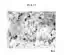 Fig. 20 - CARBON NANOTUBE COMPOSITE MATERIAL