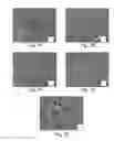 Fig. 09 - TISSUE ENGINEERED CONSTRUCTS