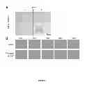 Fig. 05 - METHODS OF TREATMENT USING STEM CELL MOBILIZERS