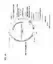 Fig. 06 - Fusion molecules and IL-15 variants
