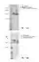 Fig. 22 - Fusion molecules and IL-15 variants
