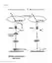 Fig. 09 - Methods for the treatment of immune disorders