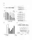 Fig. 07 - Composition for treating hepatitis C virus, regulating phosphorylation of replicase