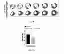 Fig. 22 - METHODS FOR INDUCING CARDIOMYOCYTE PROLIFERATION