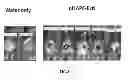 Fig. 09 - Controlling appetite, promoting weight loss, reducing body fat, and/or improving glucose tolerance